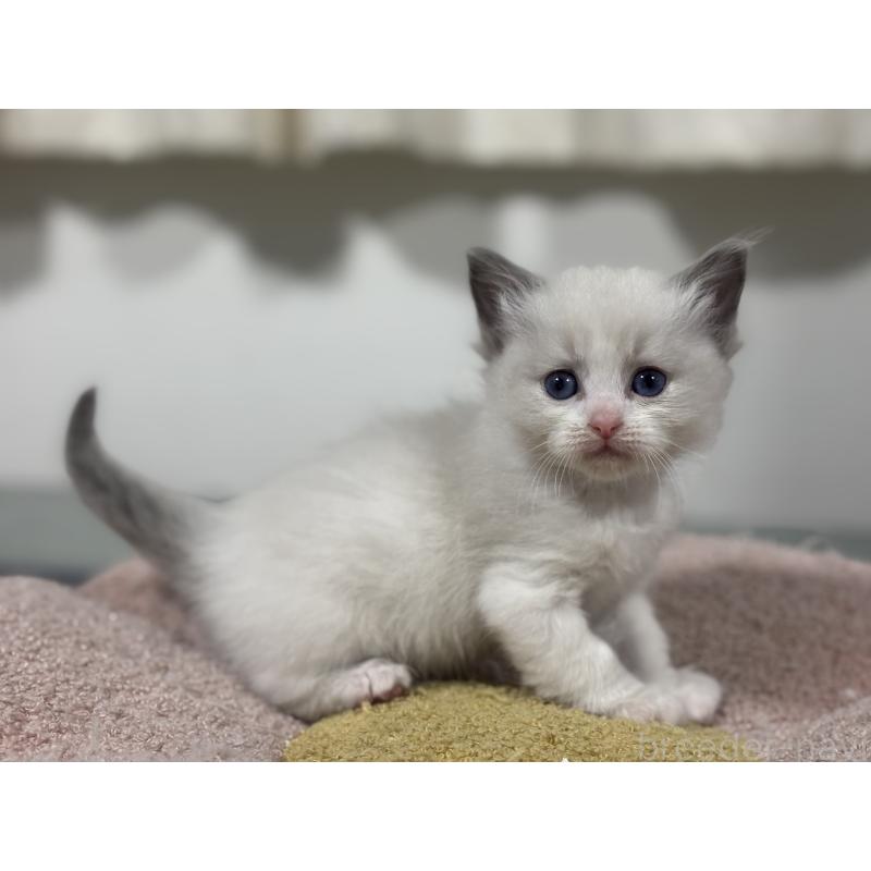 販売中の神奈川県のラグドール-136556の4枚目