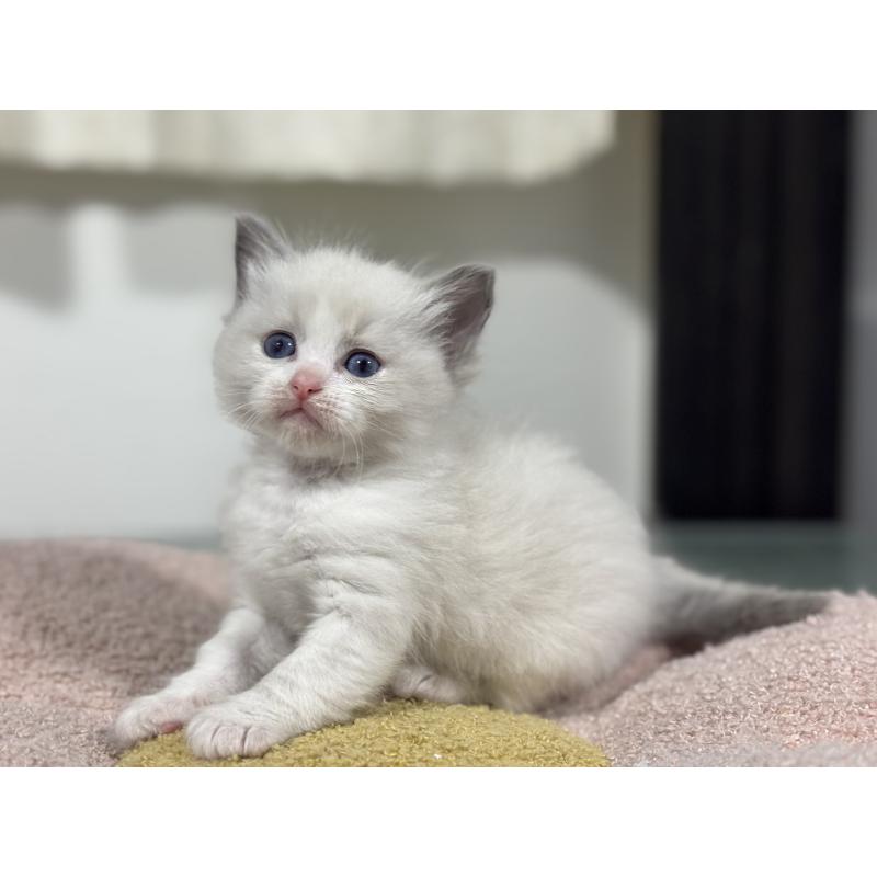 販売中の神奈川県のラグドール-136556の3枚目