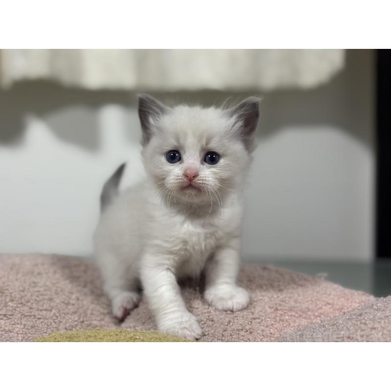 販売中の神奈川県のラグドール-136556の2枚目