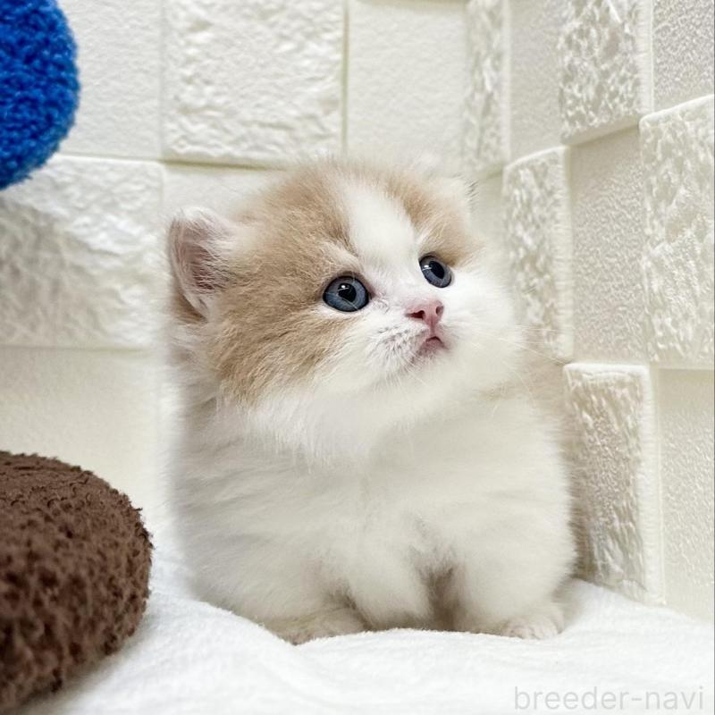 販売中の三重県のマンチカン(短足)-136475