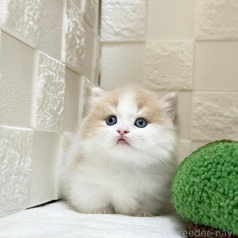 販売中の三重県のマンチカン(短足)-136475の5枚目