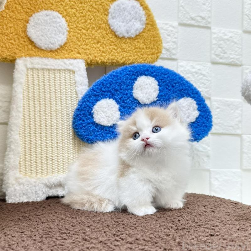 販売中の三重県のマンチカン(短足)-136475の4枚目