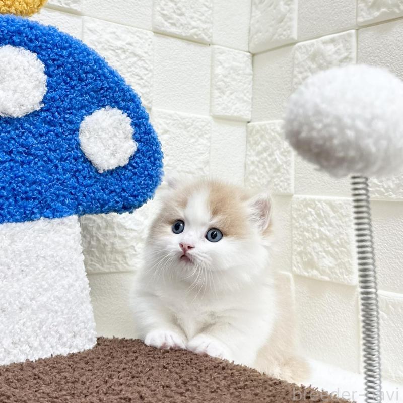 販売中の三重県のマンチカン(短足)-136475の3枚目