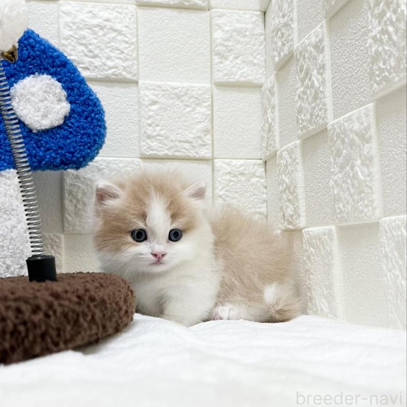 販売中の三重県のマンチカン(短足)-136475の2枚目