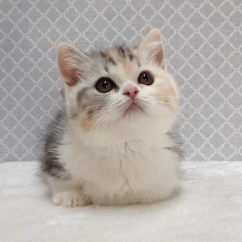 販売中の岐阜県のミヌエット(短足)-136557