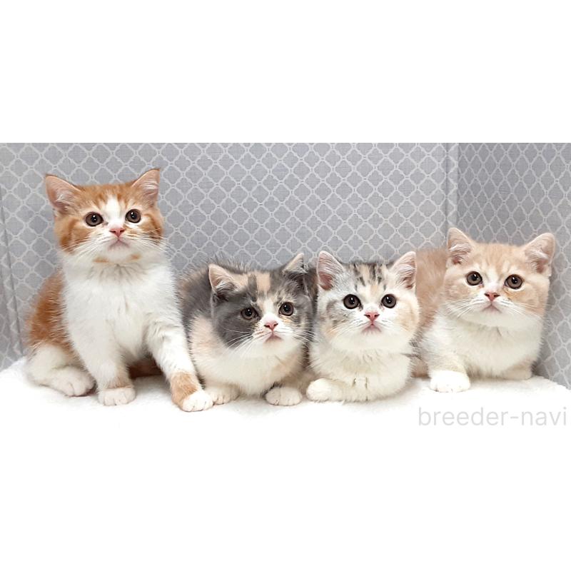 販売中の岐阜県のミヌエット(短足)-136558の3枚目