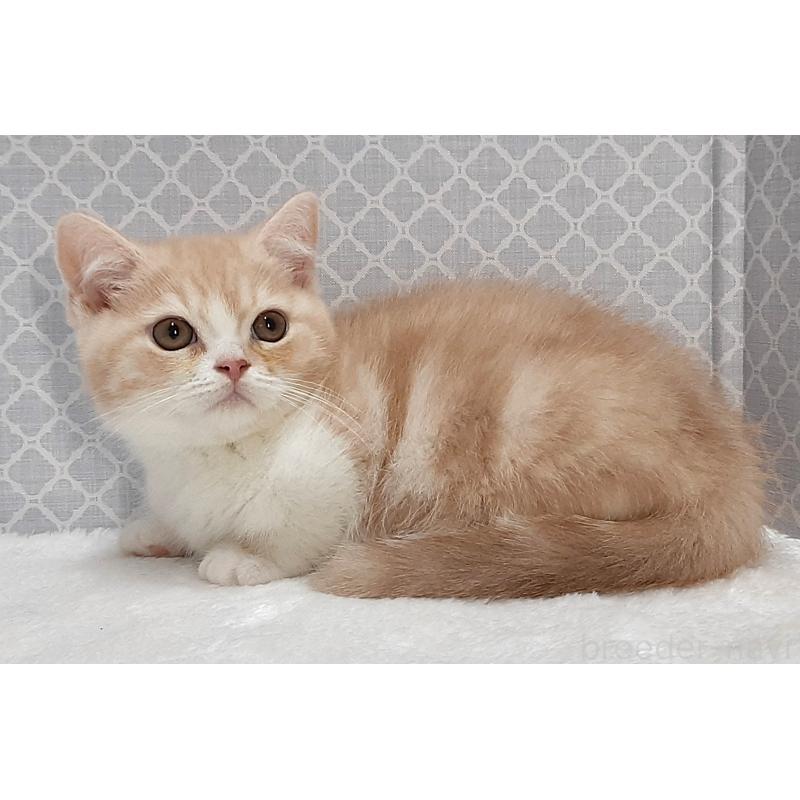 販売中の岐阜県のミヌエット(短足)-136559の3枚目