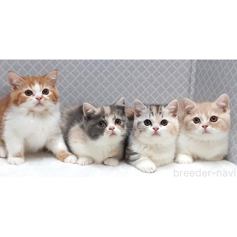 販売中の岐阜県のミヌエット(短足)-136559の2枚目