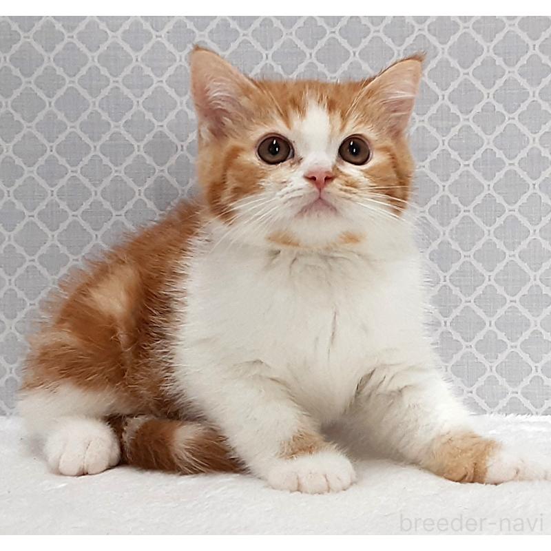 販売中の岐阜県のミヌエット-136560の4枚目