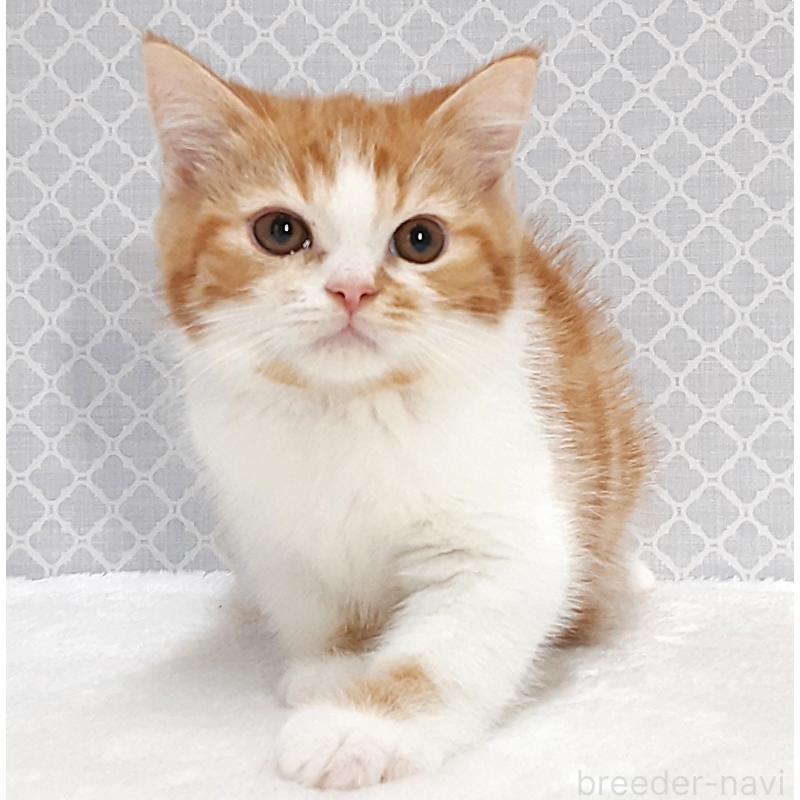 販売中の岐阜県のミヌエット-136560の3枚目