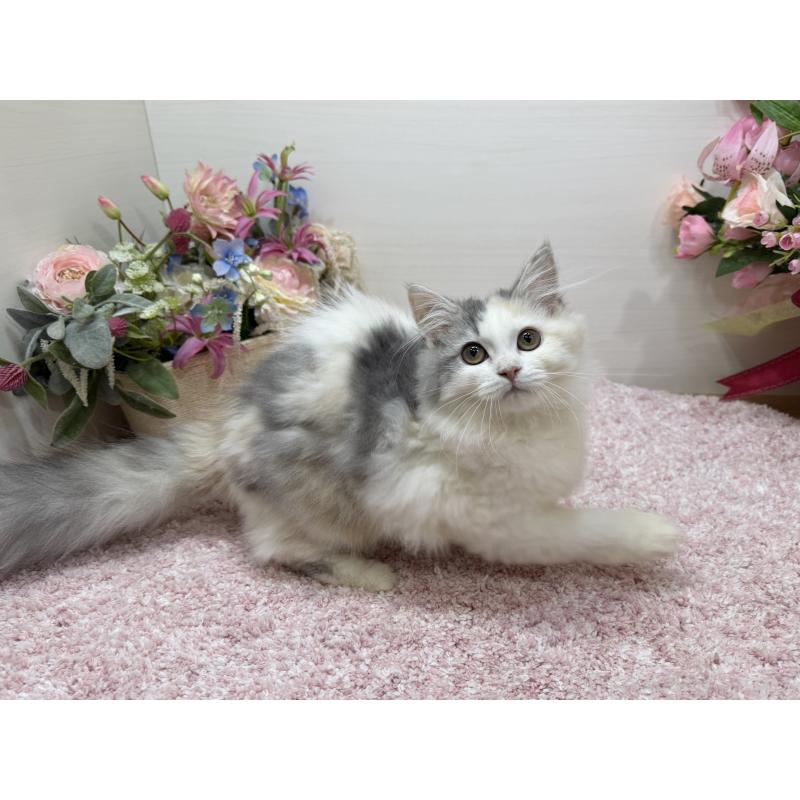 販売中の東京都のミヌエット-135439の6枚目