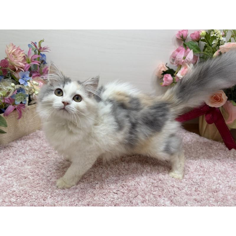 販売中の東京都のミヌエット-135439の5枚目