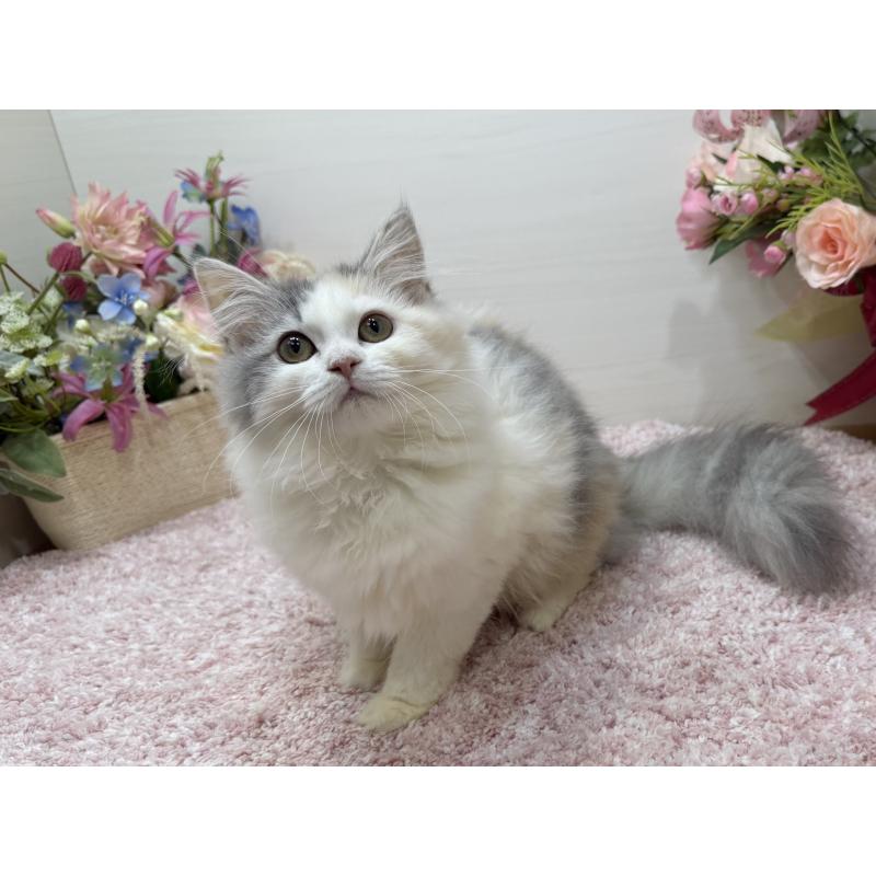 販売中の東京都のミヌエット-135439の4枚目