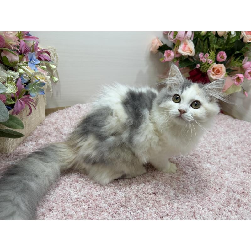 販売中の東京都のミヌエット-135439の3枚目