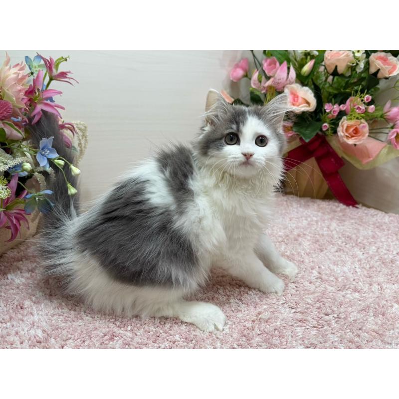 成約済の東京都のラガマフィン-134981の5枚目