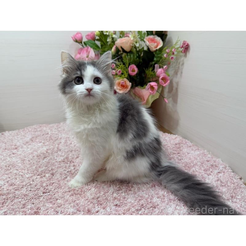 成約済の東京都のラガマフィン-134981の4枚目