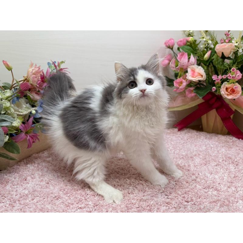 成約済の東京都のラガマフィン-134981の3枚目