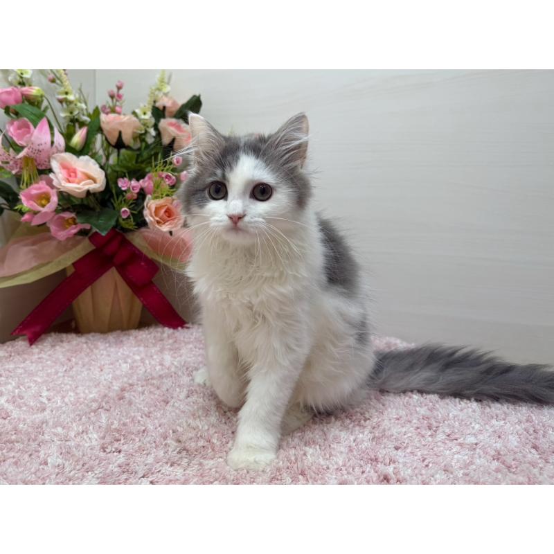 成約済の東京都のラガマフィン-134981の2枚目