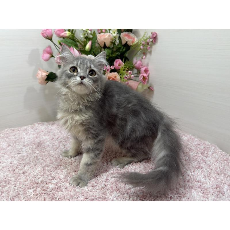 販売中の東京都のラガマフィン-132133の5枚目