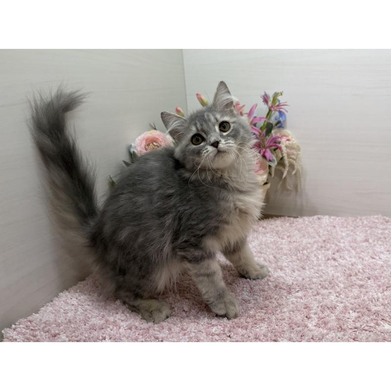 販売中の東京都のラガマフィン-132133の4枚目