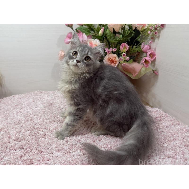 販売中の東京都のラガマフィン-132133の3枚目