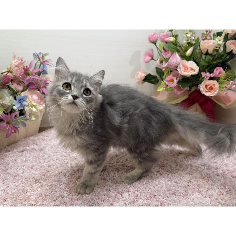 販売中の東京都のラガマフィン-132133の2枚目