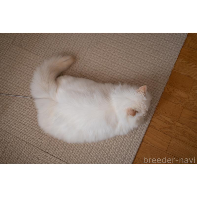 販売中の大阪府のサイベリアン-124653の8枚目