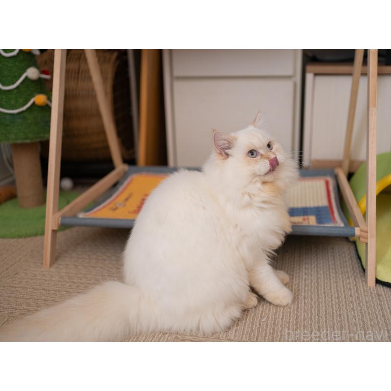 販売中の大阪府のサイベリアン-124653の7枚目