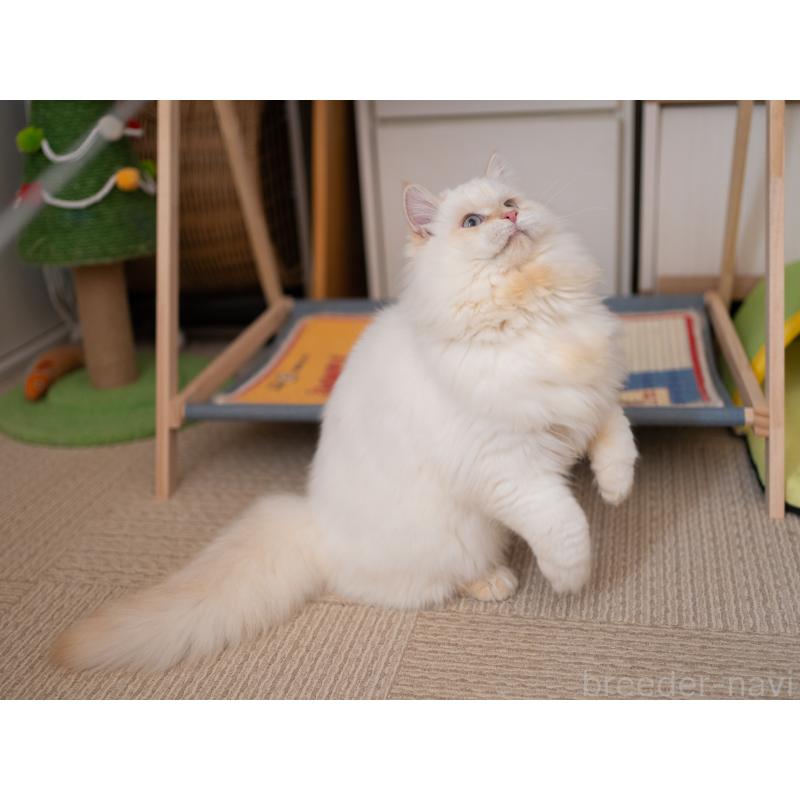 販売中の大阪府のサイベリアン-124653の6枚目