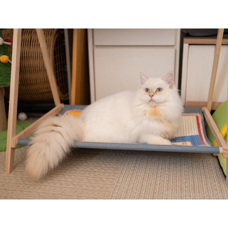 販売中の大阪府のサイベリアン-124653の5枚目