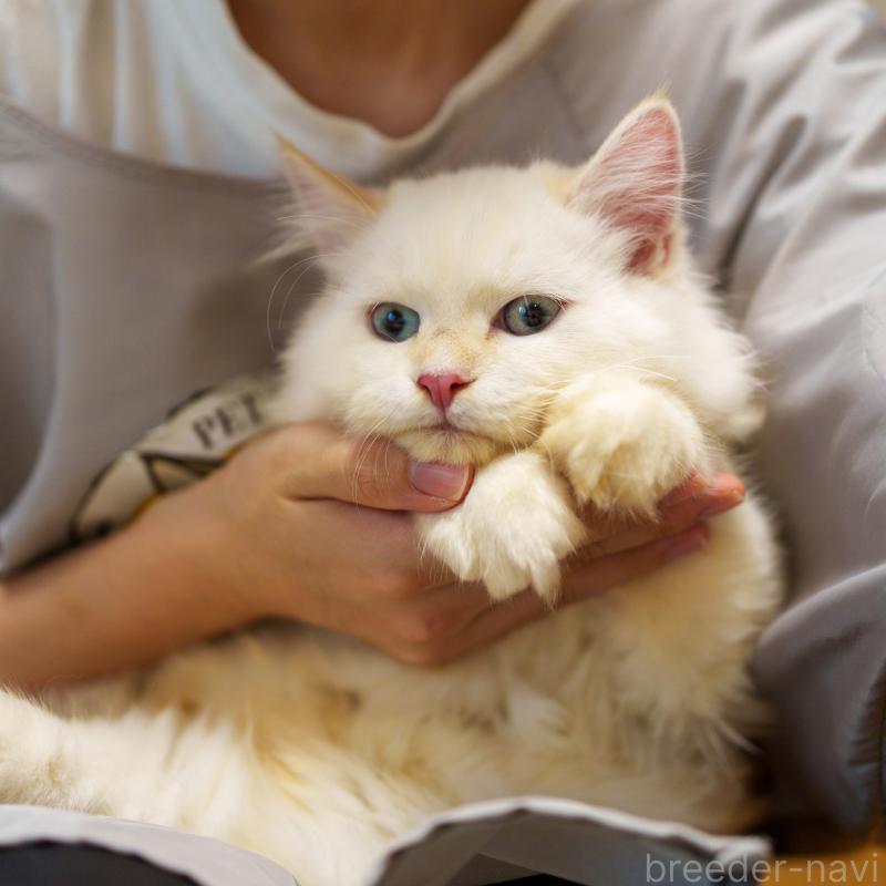 販売中の大阪府のサイベリアン-124653の4枚目