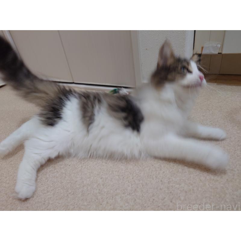 販売中の埼玉県のノルウェージャンフォレストキャット-127522の12枚目