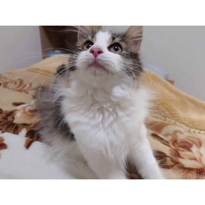 販売中の埼玉県のノルウェージャンフォレストキャット-127522の11枚目