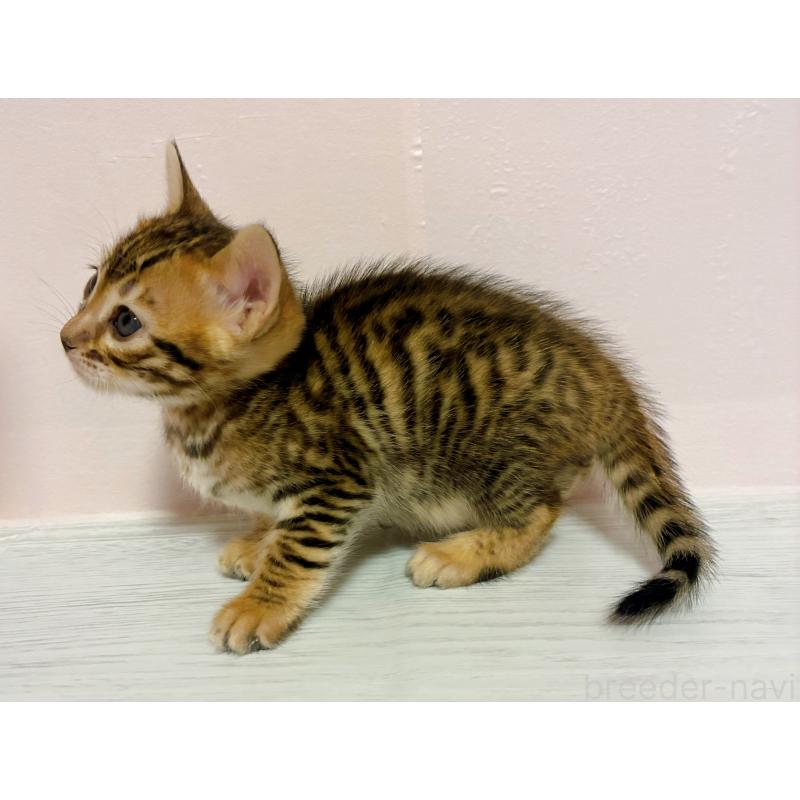 販売中の東京都のトイガー-136563の4枚目