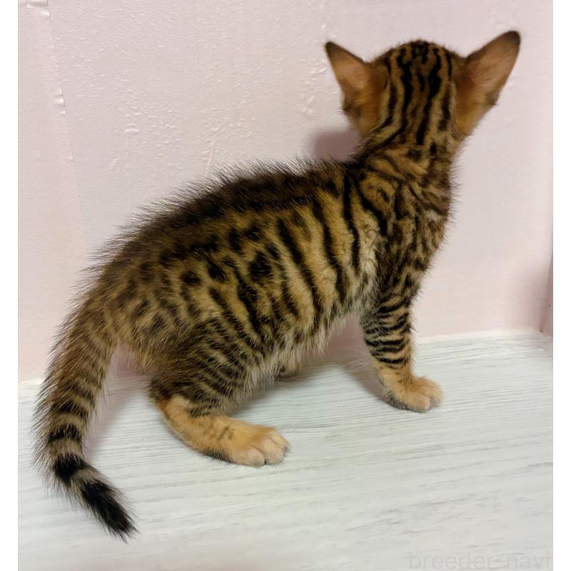 販売中の東京都のトイガー-136563の3枚目