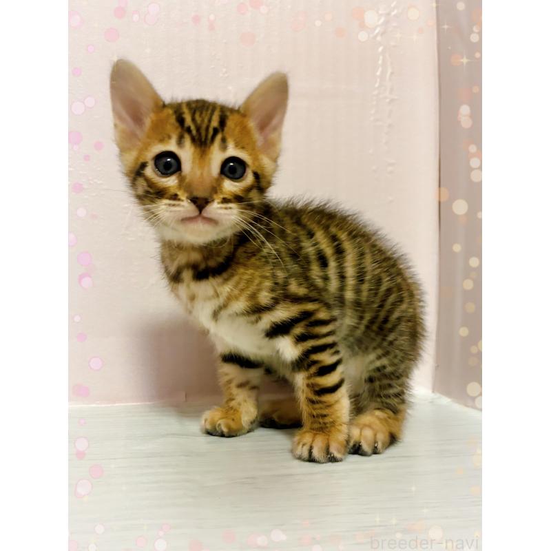 販売中の東京都のトイガー-136563の2枚目