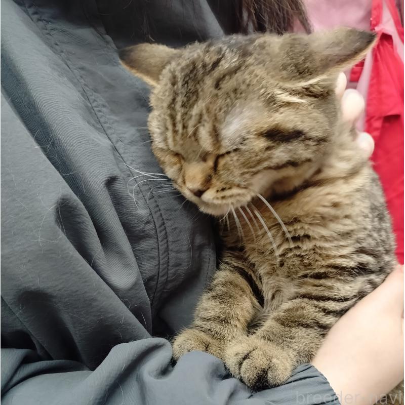 販売中の愛知県のスコティッシュフォールド-136524の10枚目