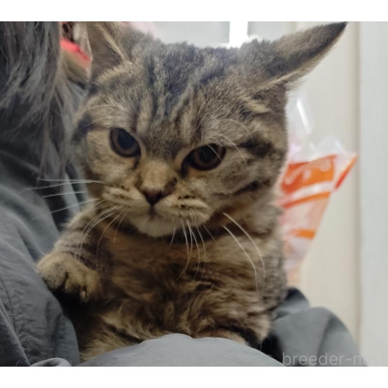 販売中の愛知県のスコティッシュフォールド-136524の9枚目