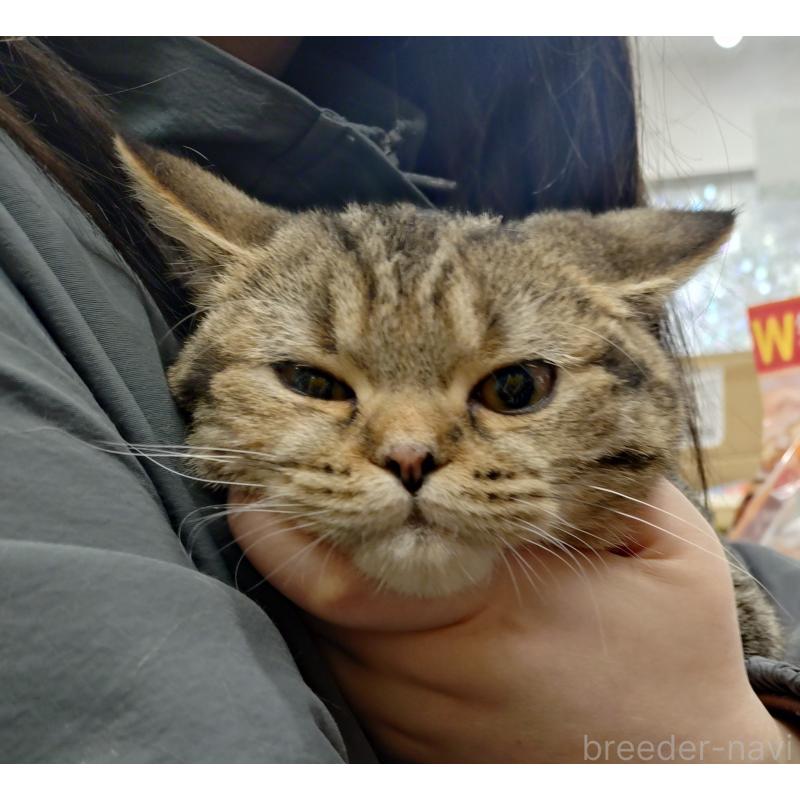 販売中の愛知県のスコティッシュフォールド-136524の8枚目