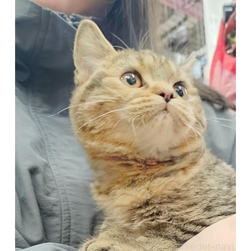 販売中の愛知県のスコティッシュフォールド-136524の7枚目