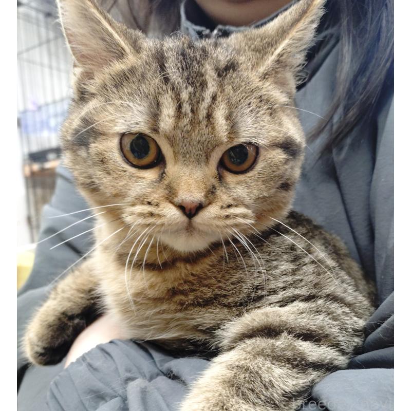 販売中の愛知県のスコティッシュフォールド-136524の6枚目