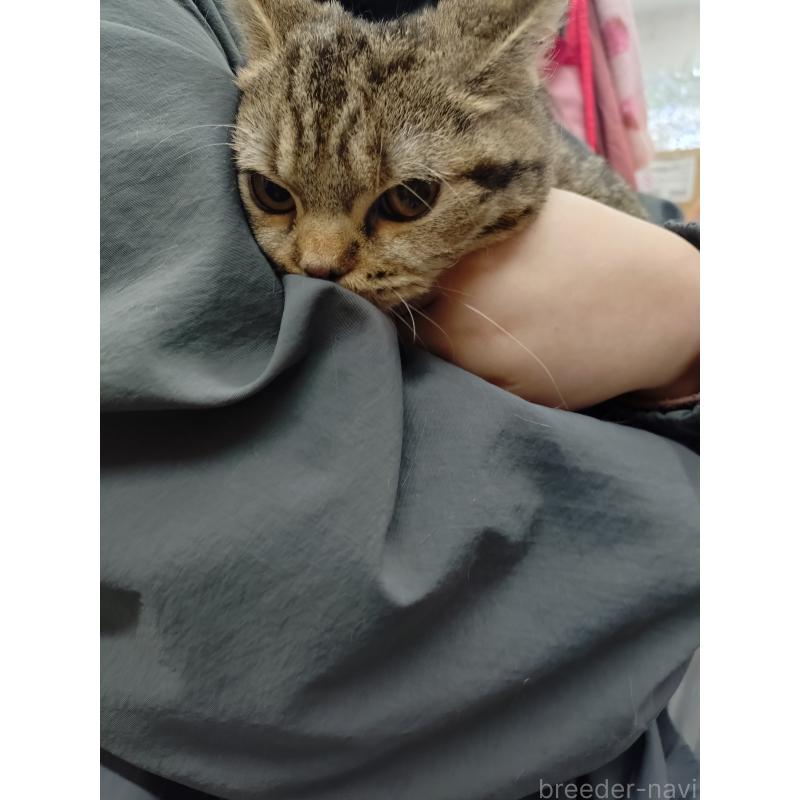 販売中の愛知県のスコティッシュフォールド-136524の5枚目