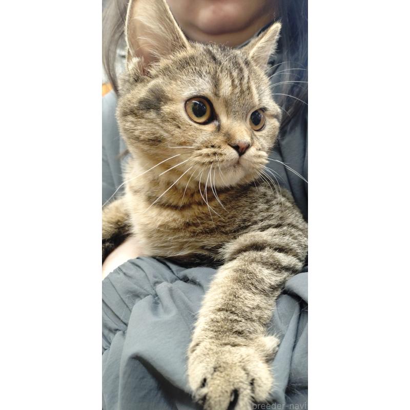 販売中の愛知県のスコティッシュフォールド-136524の4枚目