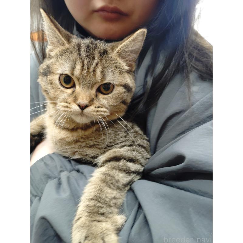 販売中の愛知県のスコティッシュフォールド-136524の3枚目