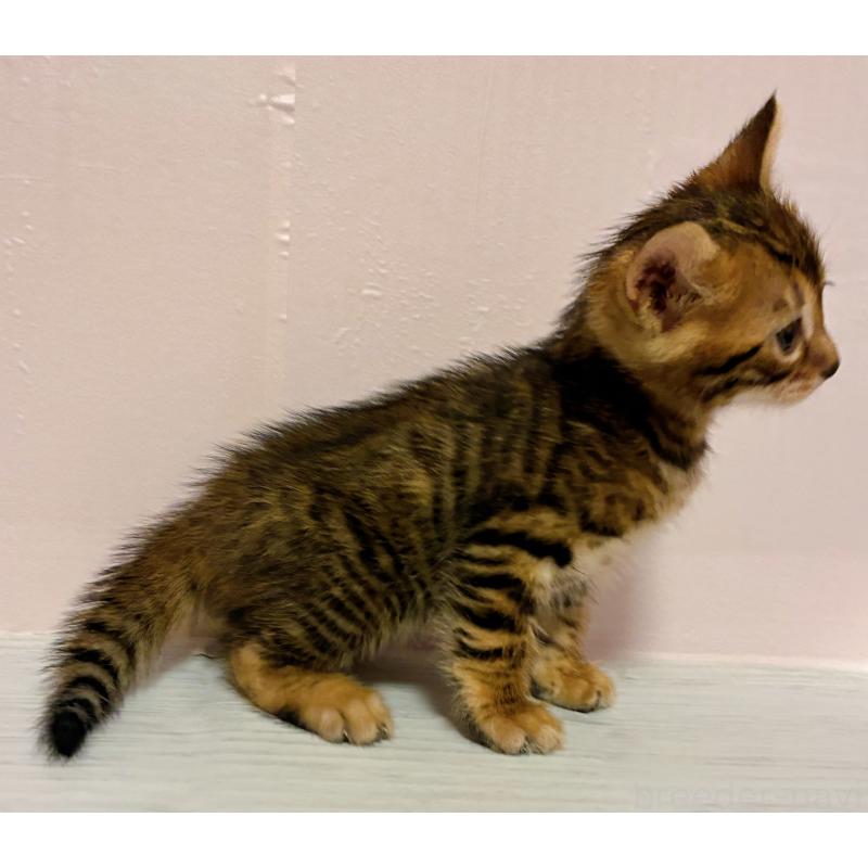 販売中の東京都のトイガー-136564の4枚目