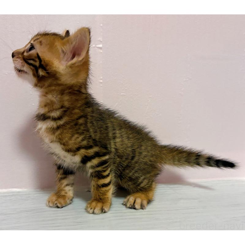 販売中の東京都のトイガー-136564の3枚目