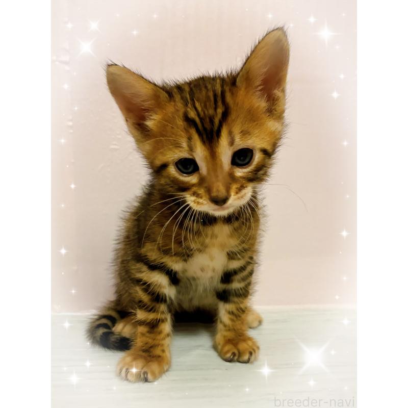 販売中の東京都のトイガー-136564の2枚目