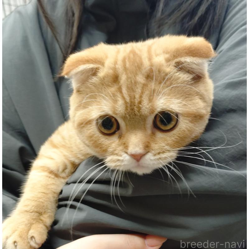 販売中の愛知県のスコティッシュフォールド-136522の21枚目