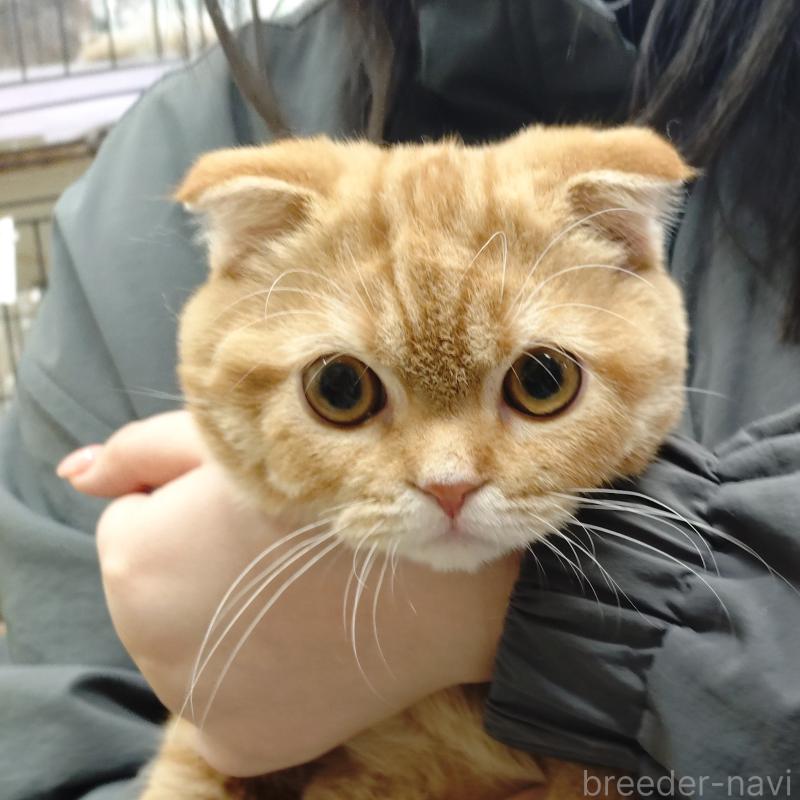 販売中の愛知県のスコティッシュフォールド-136522の20枚目