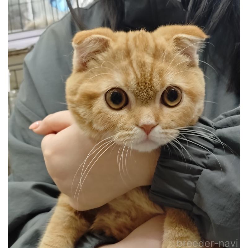 販売中の愛知県のスコティッシュフォールド-136522の19枚目
